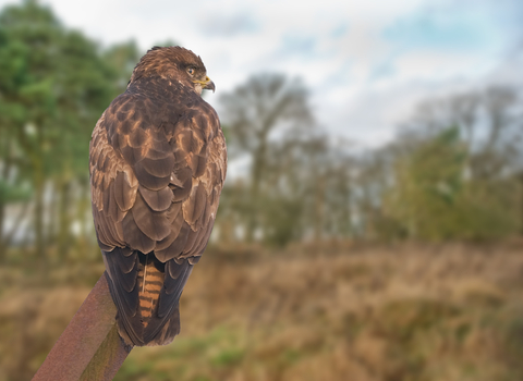 Common buzzard