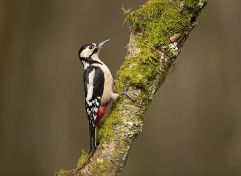 Great spotted woodpecker