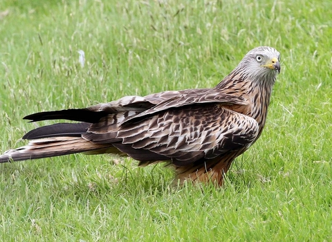 Red kite on ground