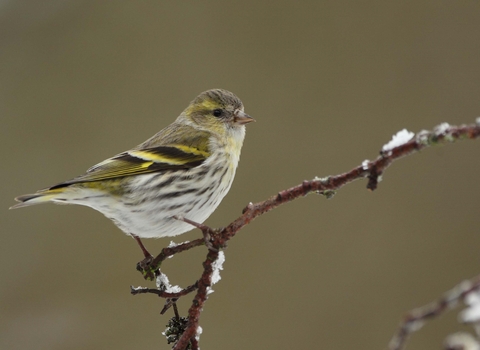 Siskin