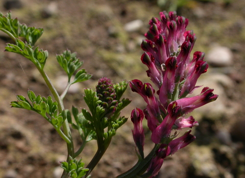 Common Fumitory