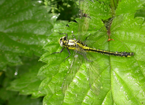 Common Clubtail