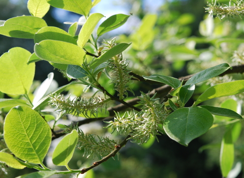 Goat Willow