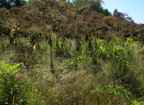 Giant Hogweed