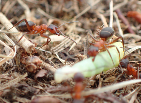 Narrow-headed ants