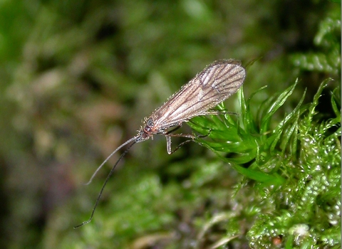 Land caddis male