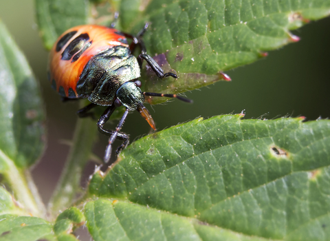 Bronze shieldbug nymph