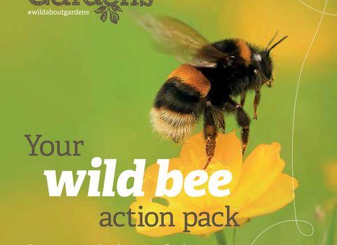 Cover of Wild Bee Action Pack booklet