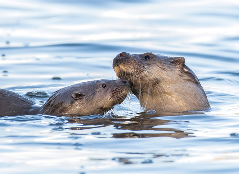 Mother and cub otter in water by Matthew Lissimore