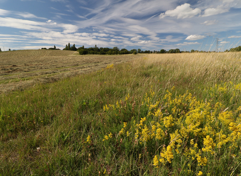 Ladies bedstraw in a wide uncut field margin at Lower Smite Farm by Wendy Carter