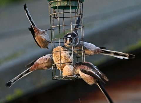 Five long-tailed tits on a fat ball feeder in a garden by Wendy Carter