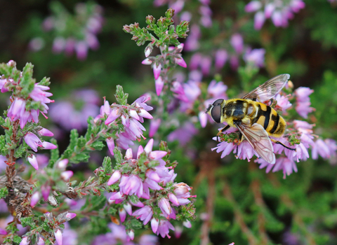 Black and yellow hoverfly with a 'Batman' symbol on the thorax sitting on purple heather flowers by Wendy Carter