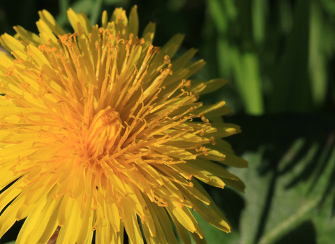 Close  up of the yellow flower of a dandelion by Wendy Carter