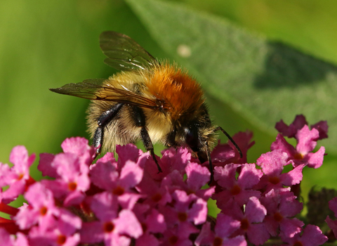 Common carder bee (gingery bumblebee) on pink buddleia flowers