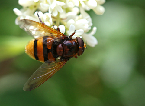 Hornet hoverfly - chestnut/orange and black striped hoverfly - sitting on creamy white flower