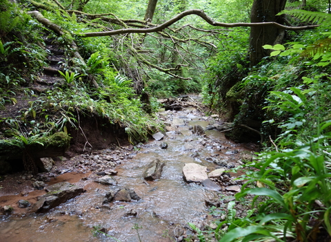 Stream running through moss and fern rich vegetation