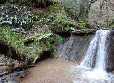 A waterfall amongst moss and ferns in woodland