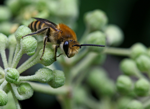 Ivy bee (ginger and black bee) sitting on an ivy bud