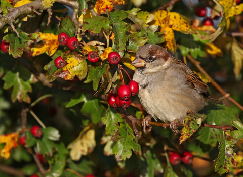 House sparrow sitting next to red hawthorn berries