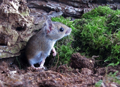 Wood mouse